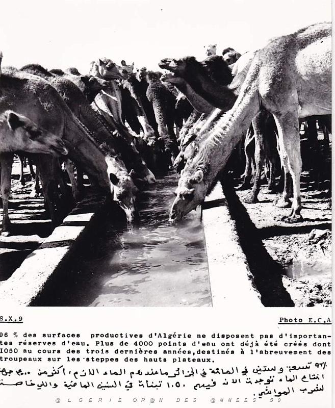 Algerie propagande 026.jpg